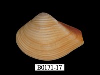 藏品(厚蛤)的圖片